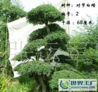 泰安千百卉園林 專業供應各類綠化苗木，打造綠色生態家園